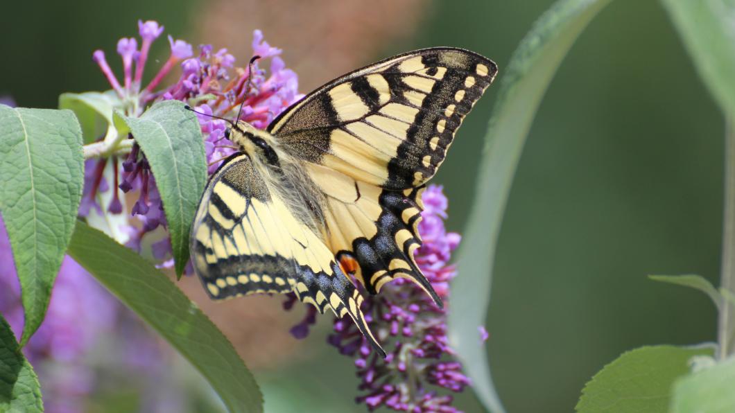 Een gele vlinder zit op een paarse bloem