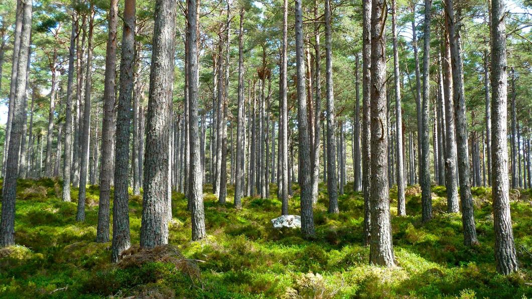 forest-272595_1920.jpg
