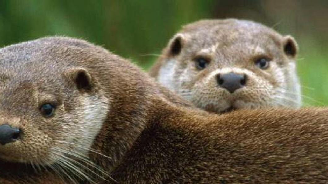 otters.jpg