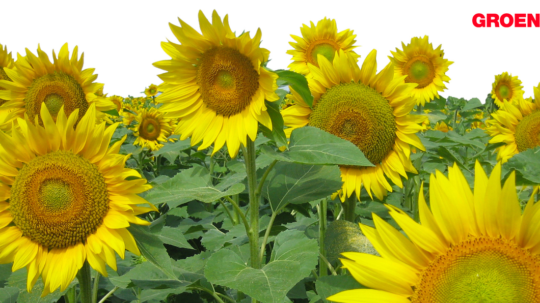 zonnebloemen GroenLinks logo[1].png