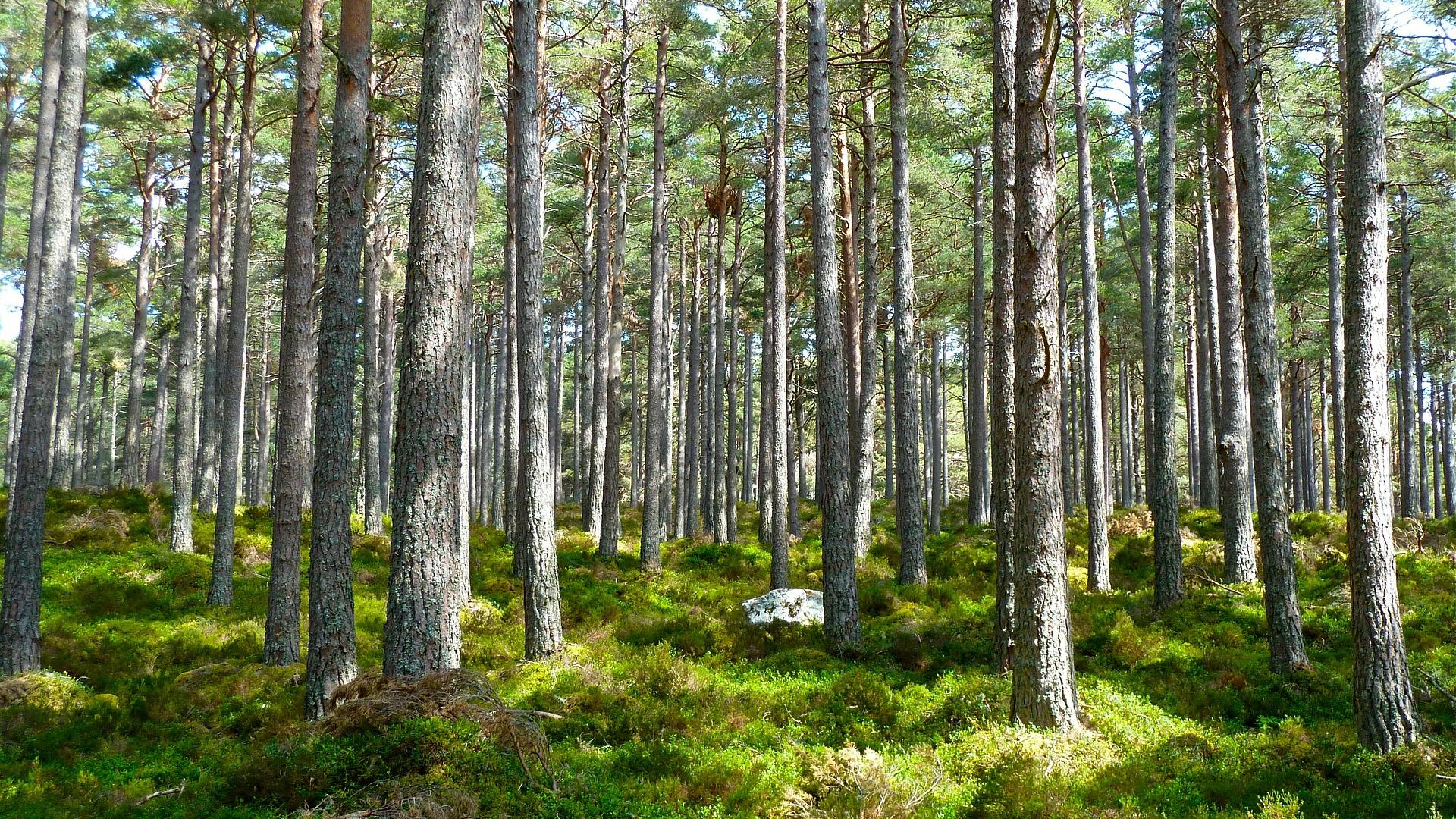 forest-272595_1920.jpg